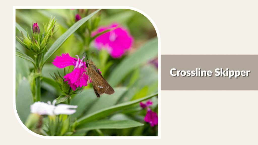 Crossline Skipper