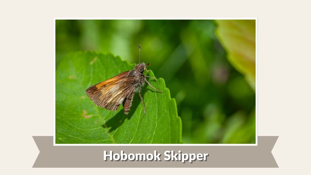 Hobomok Skipper