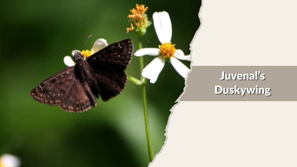 Juvenal’s Duskywing