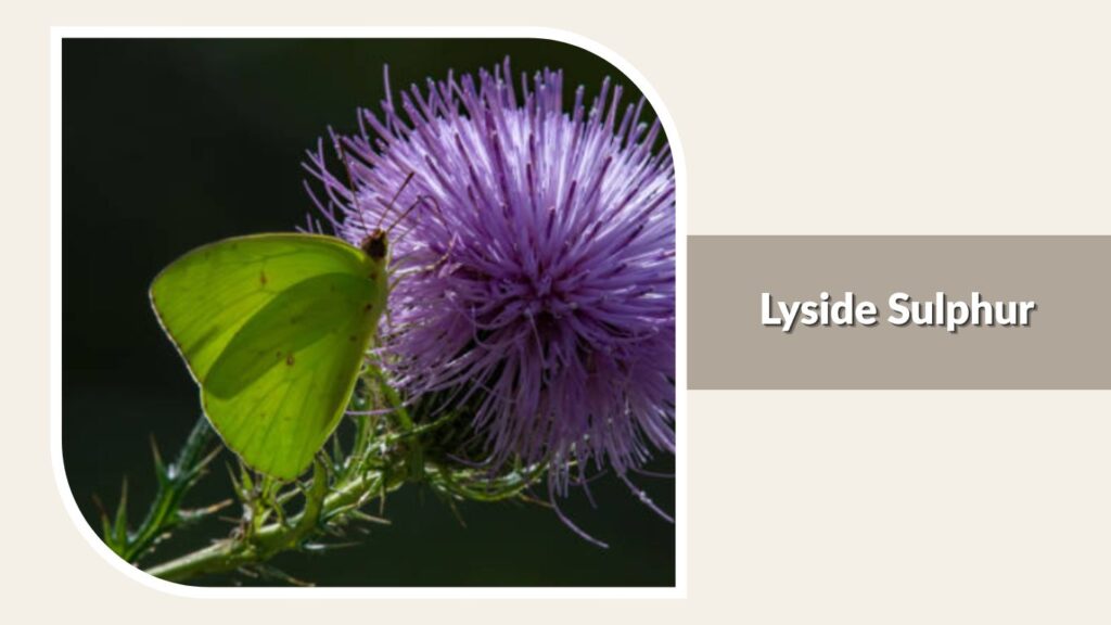 Lyside Sulphur