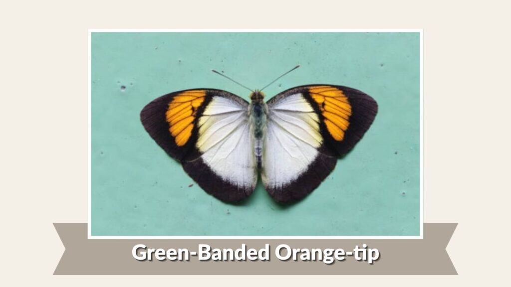  Green-Banded Orange-tip