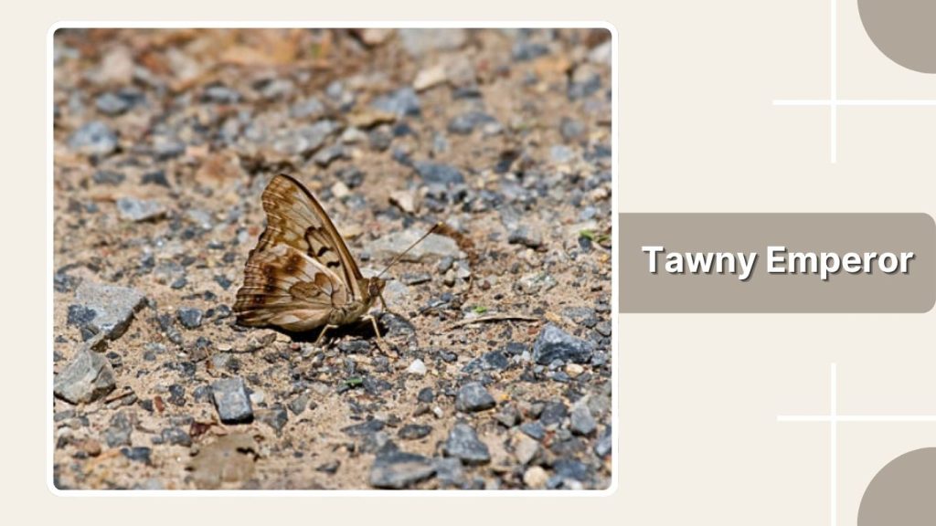 Tawny Emperor