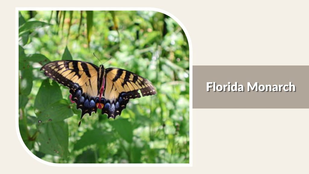 Florida Monarch
