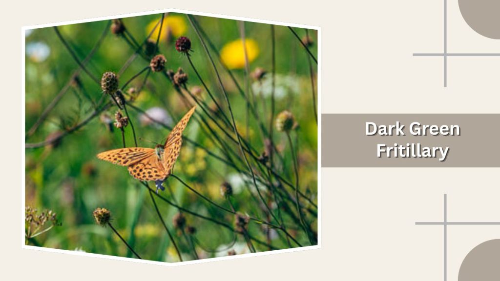 Dark Green Fritillary