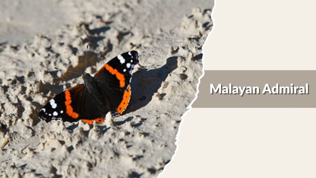 Malayan Admiral