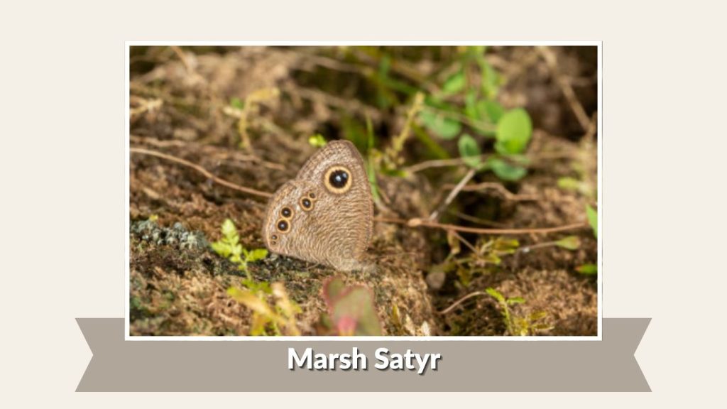 Marsh Satyr