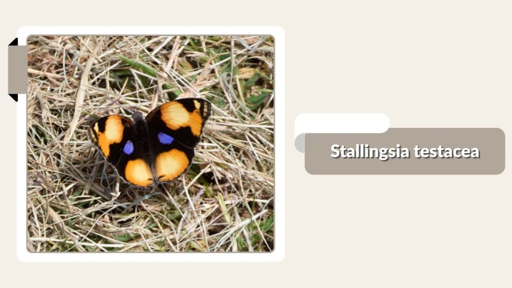 Stallingsia testacea