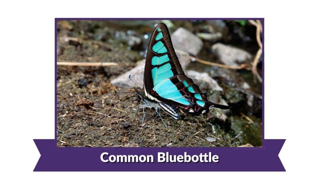 Common Bluebottle