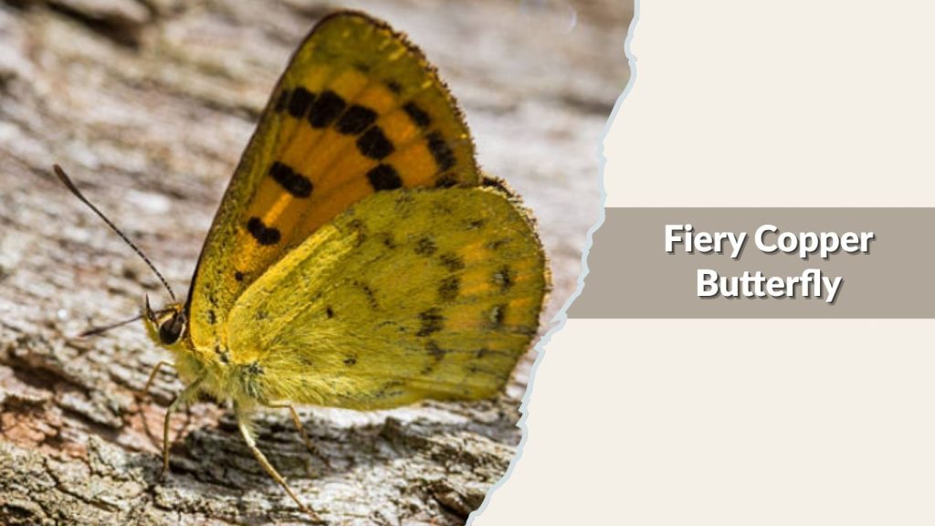 Fiery Copper Butterfly