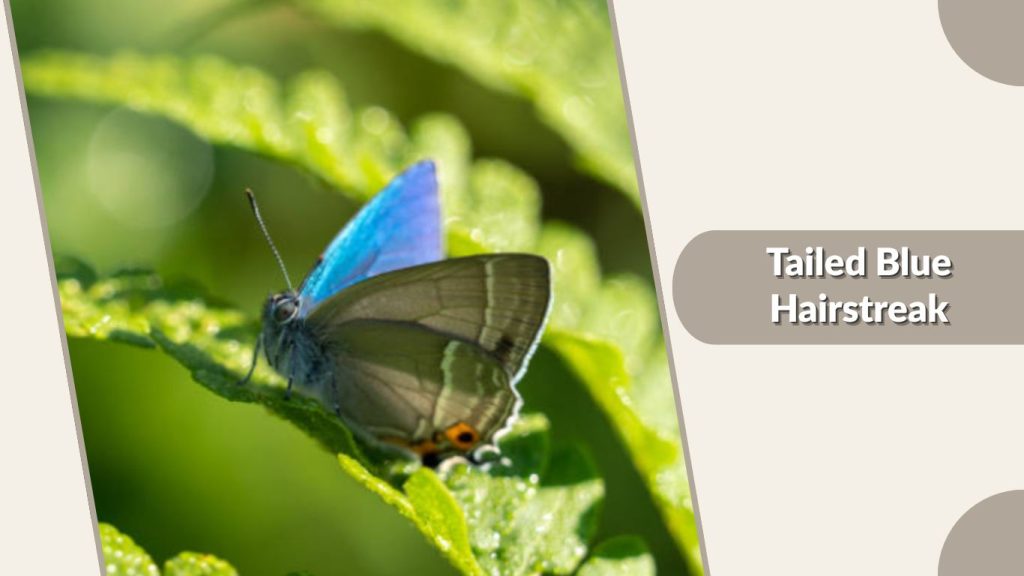 Tailed Blue Hairstreak