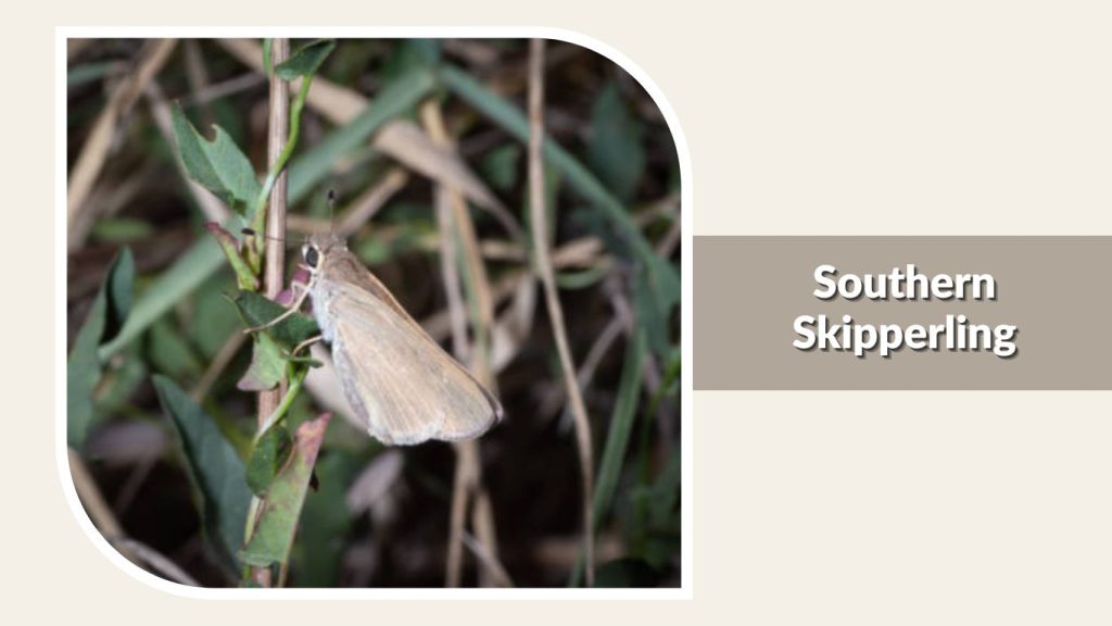 Southern Skipperling