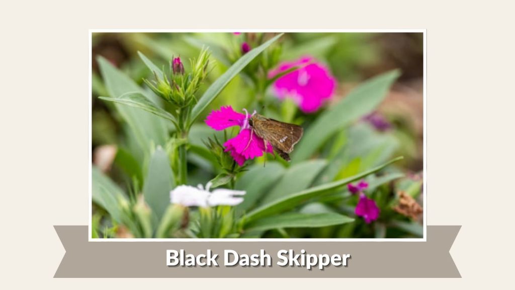 Black Dash Skipper