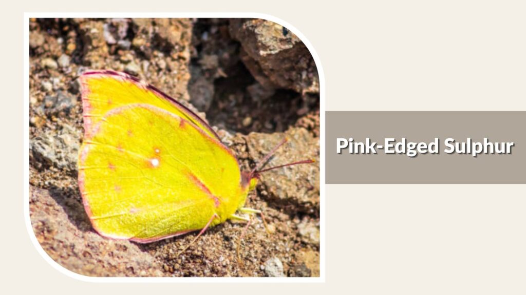  Pink-Edged Sulphur