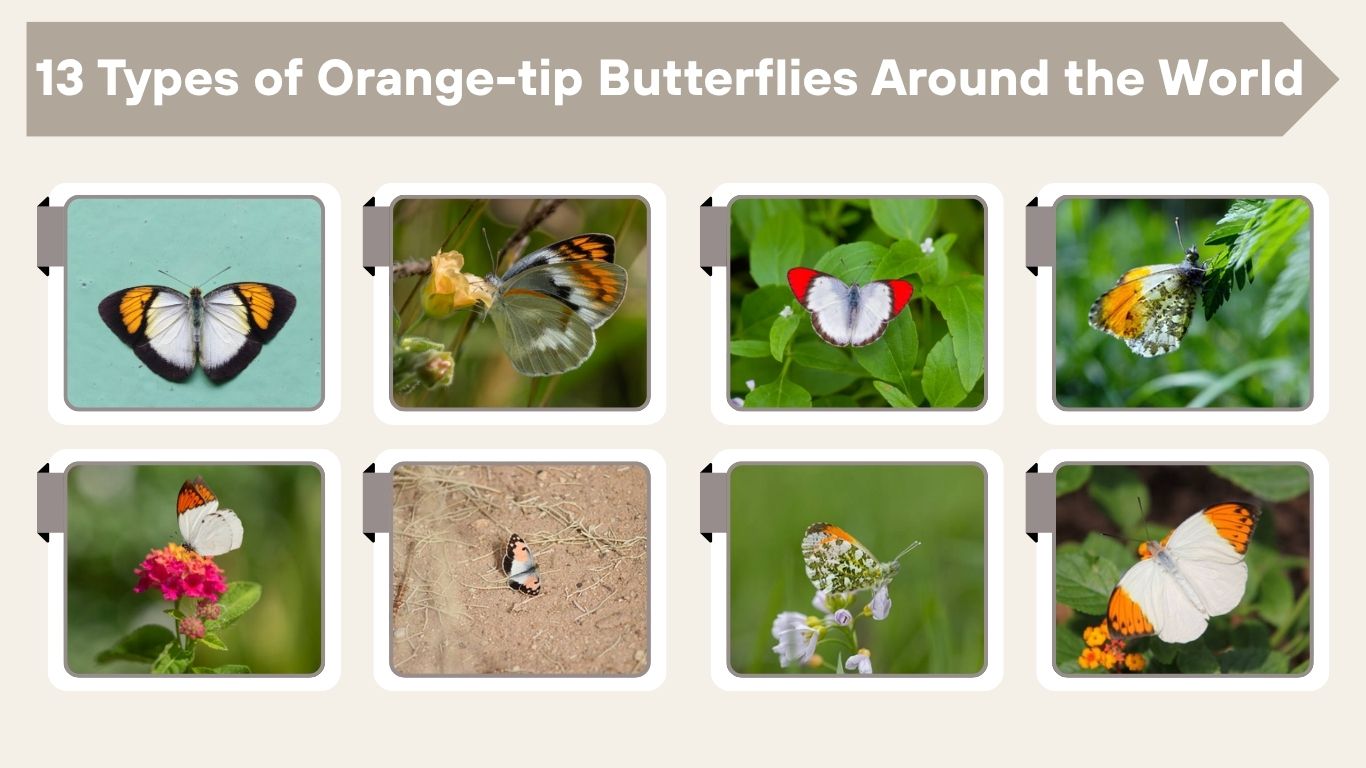 13 Types of Orange-tip Butterflies Around the World