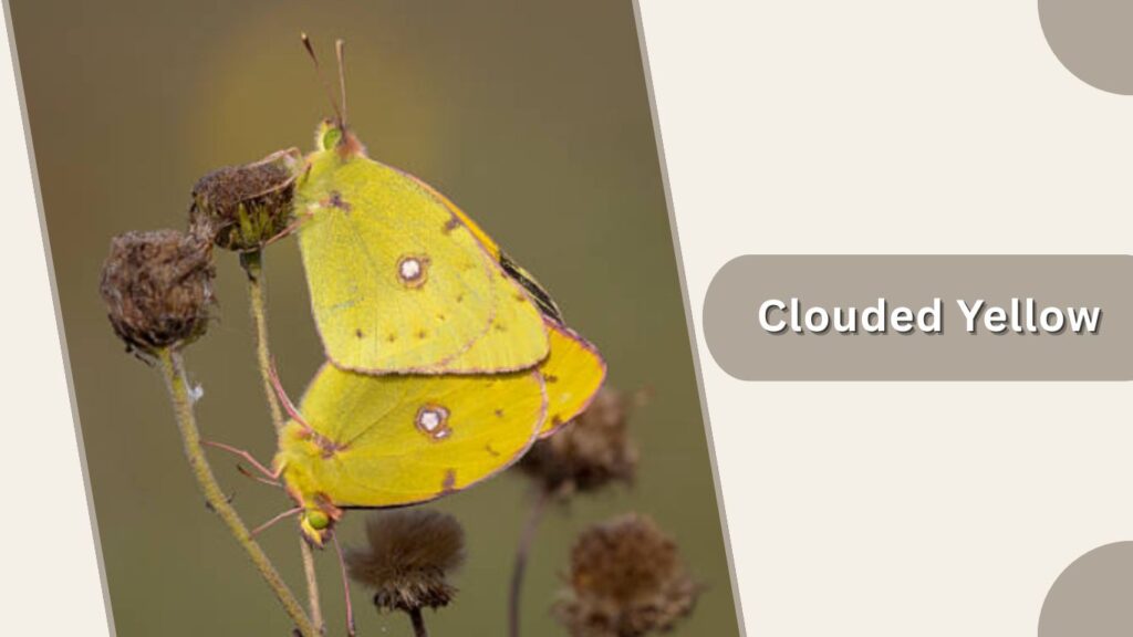Clouded Yellow