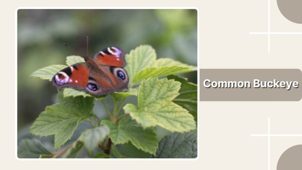 Common Buckeye