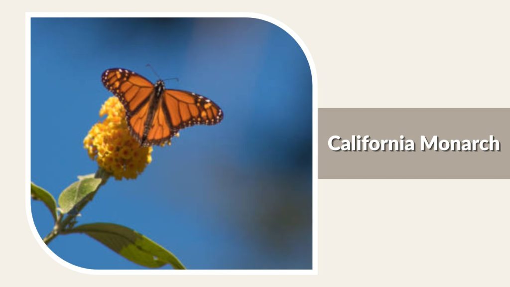 California Monarch