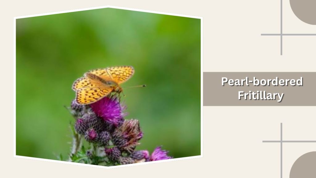 Pearl-bordered Fritillary