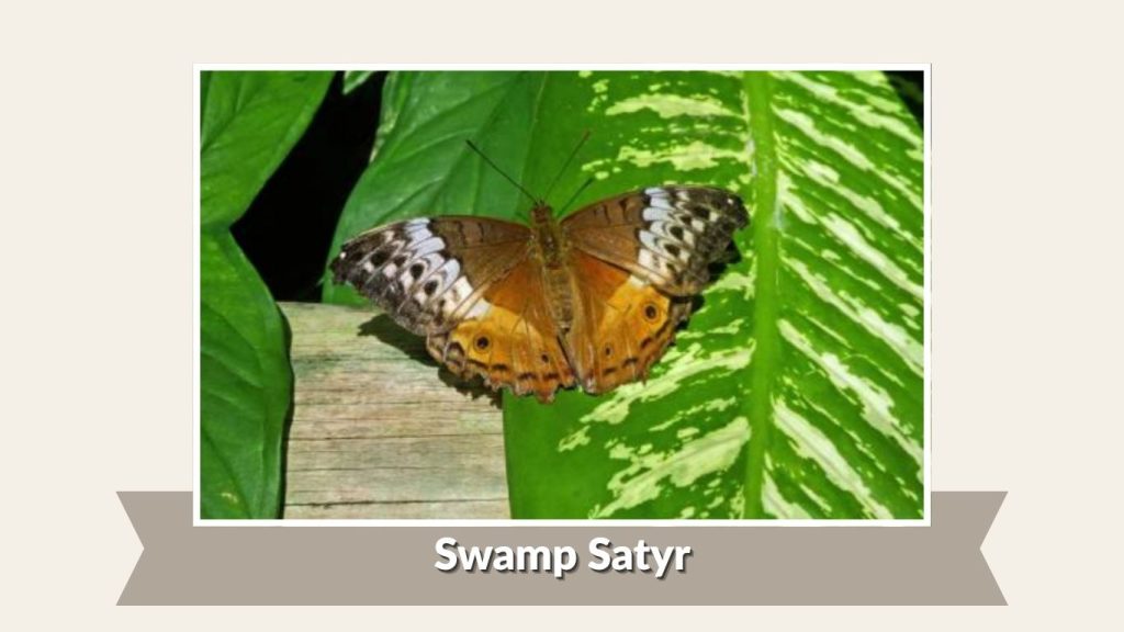 Swamp Satyr