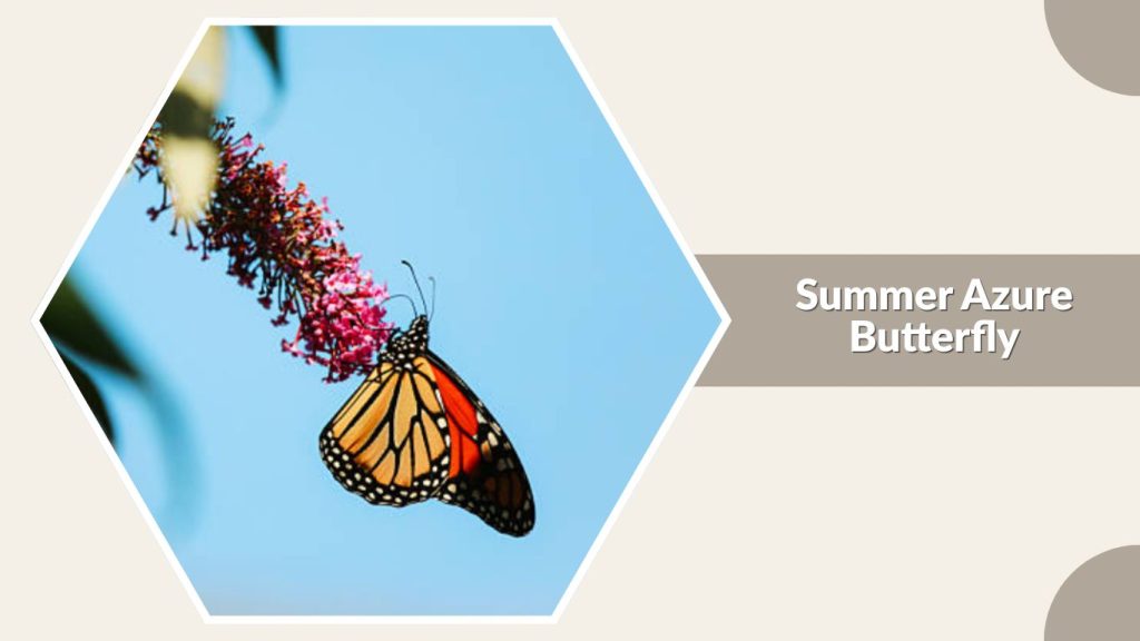 Summer Azure Butterfly