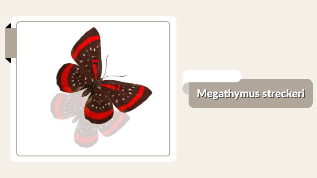 Megathymus streckeri