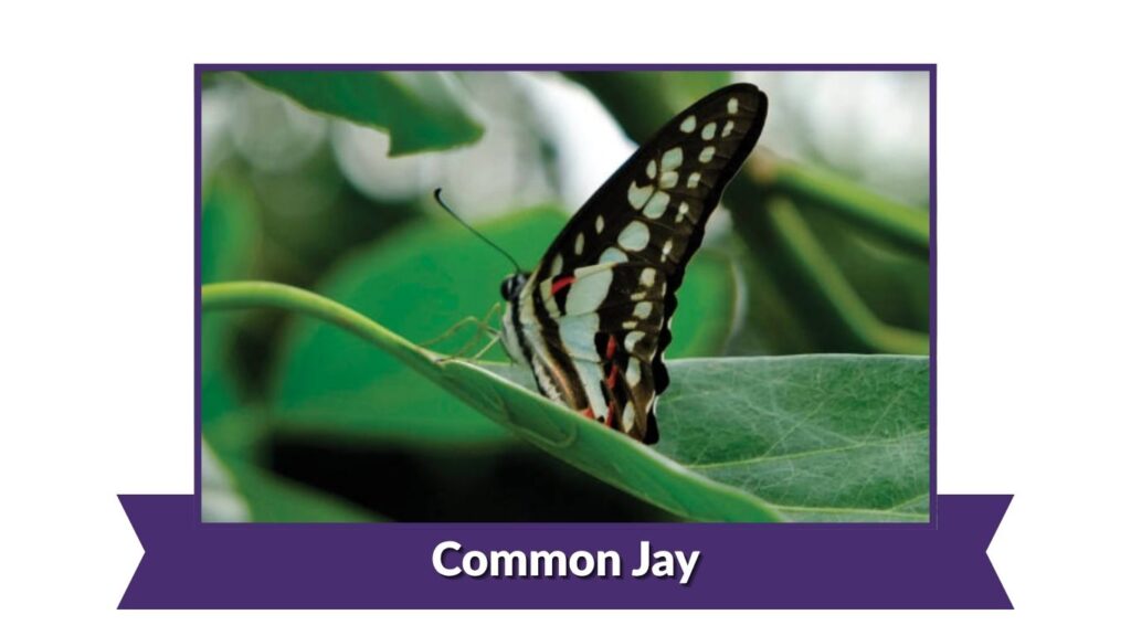 Common Jay