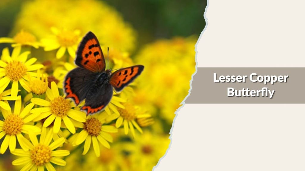 Lesser Copper Butterfly