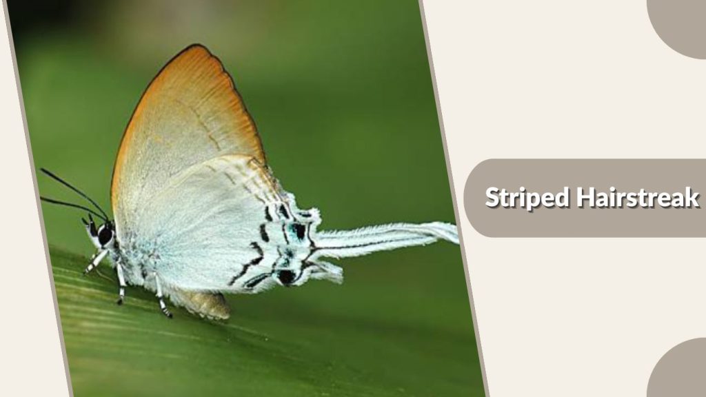 Striped Hairstreak