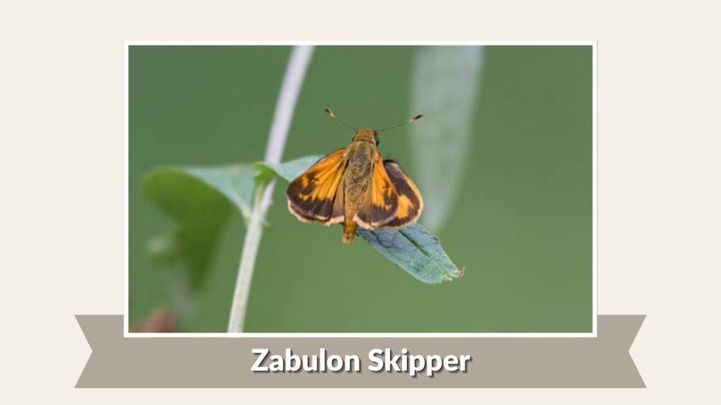 Zabulon Skipper