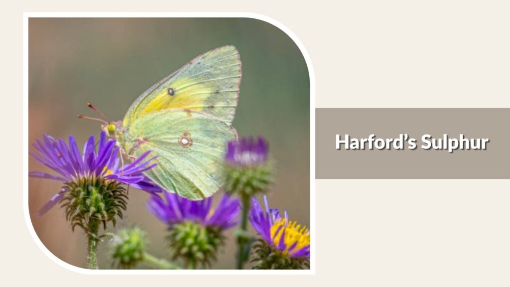 Harford’s Sulphur