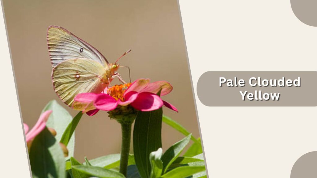 Pale Clouded Yellow