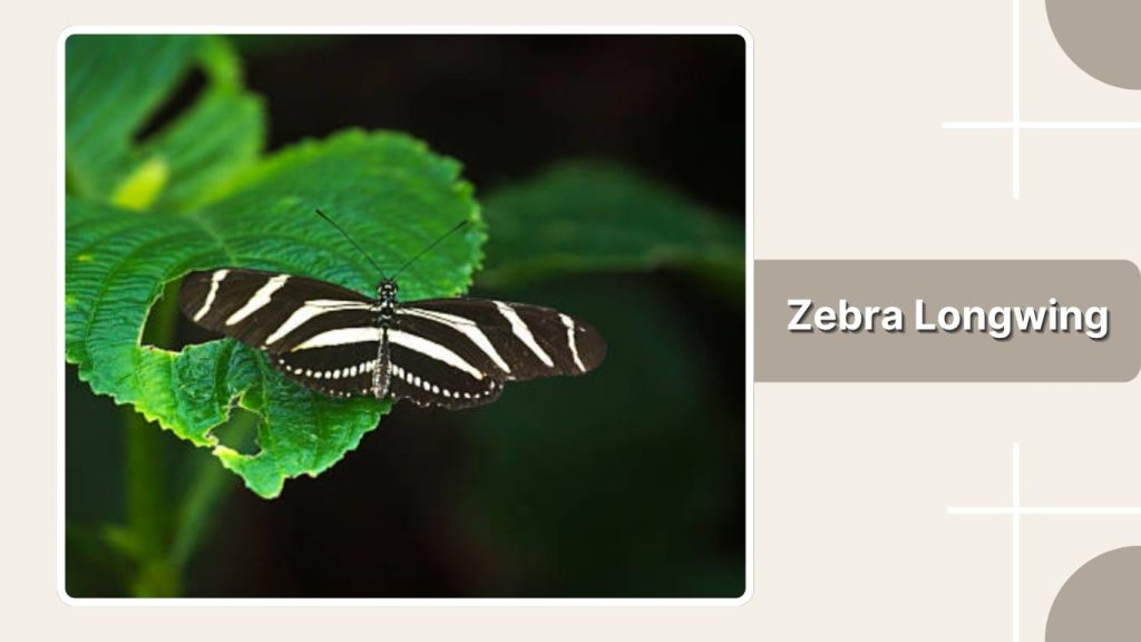 Zebra Longwing
