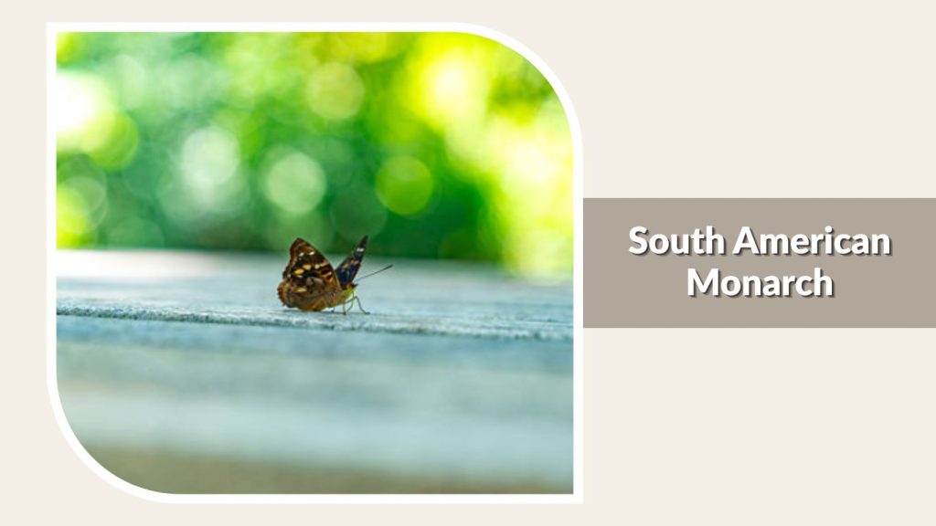 South American Monarch