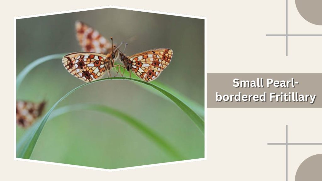 Small Pearl-bordered Fritillary