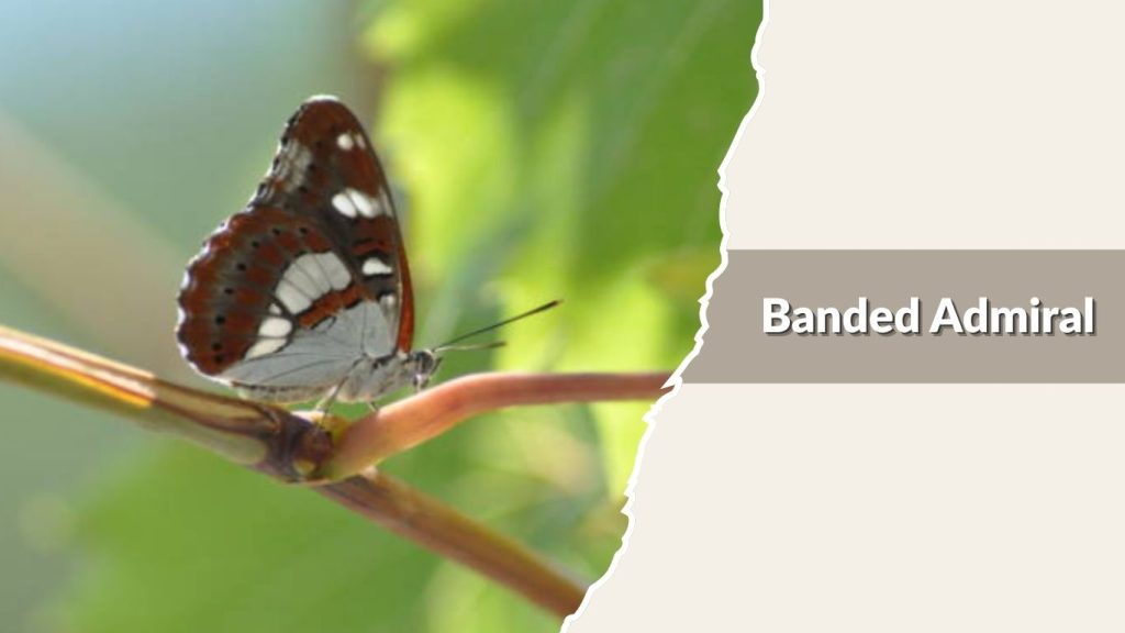 Banded Admiral