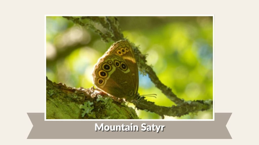  Mountain Satyr
