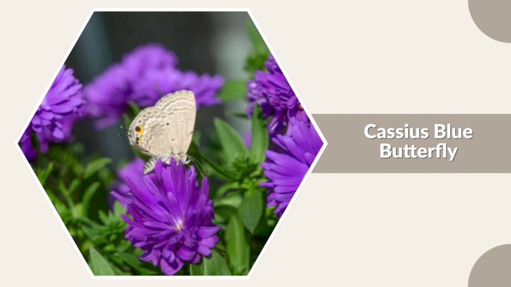Cassius Blue Butterfly