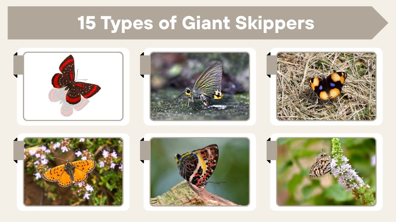 15 Types of Giant Skippers: Identification with Pictures
