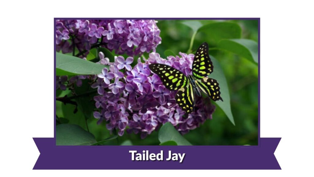 Tailed Jay
