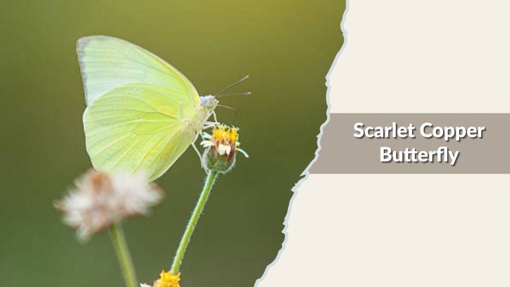 Scarlet Copper Butterfly