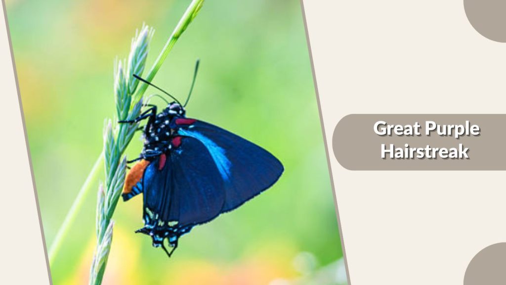  Great Purple Hairstreak