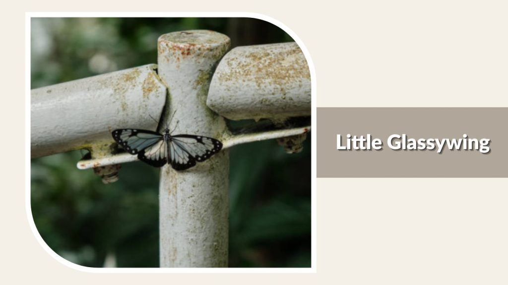  Little Glassywing