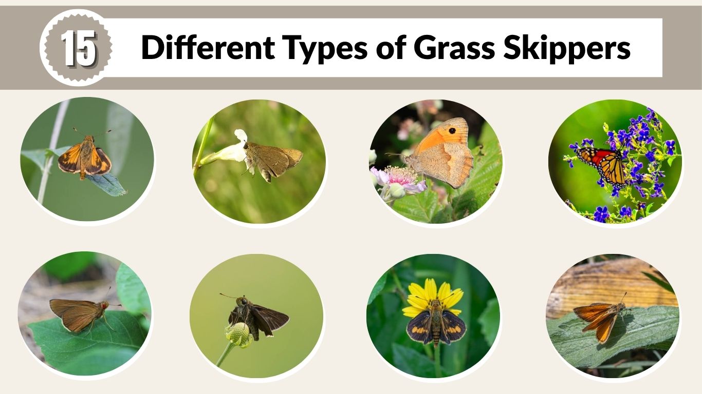 15 Different Types of Grass Skippers (ID with Pictures)