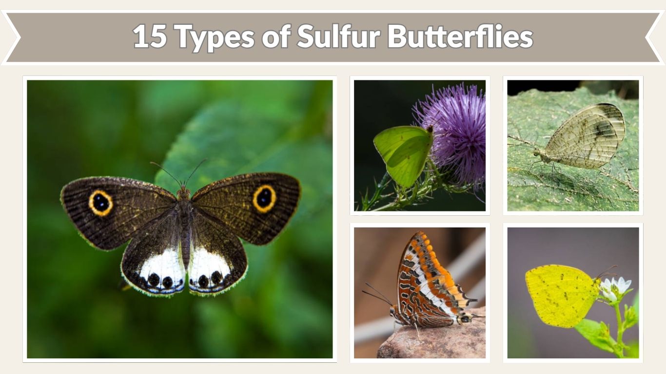 15 Types of Sulfur Butterflies: Species Id with Pictures
