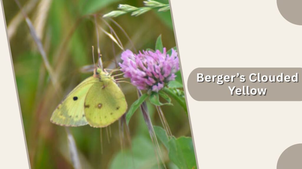 Berger’s Clouded Yellow
