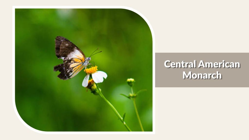 Central American Monarch