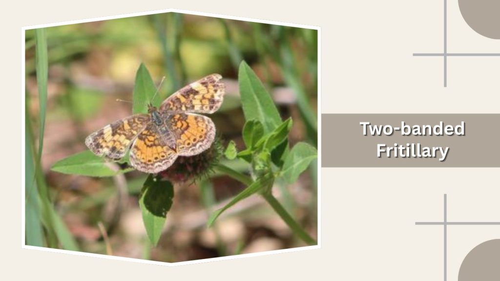 Two-banded Fritillary