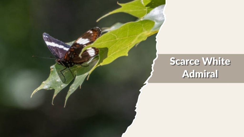 Scarce White Admiral