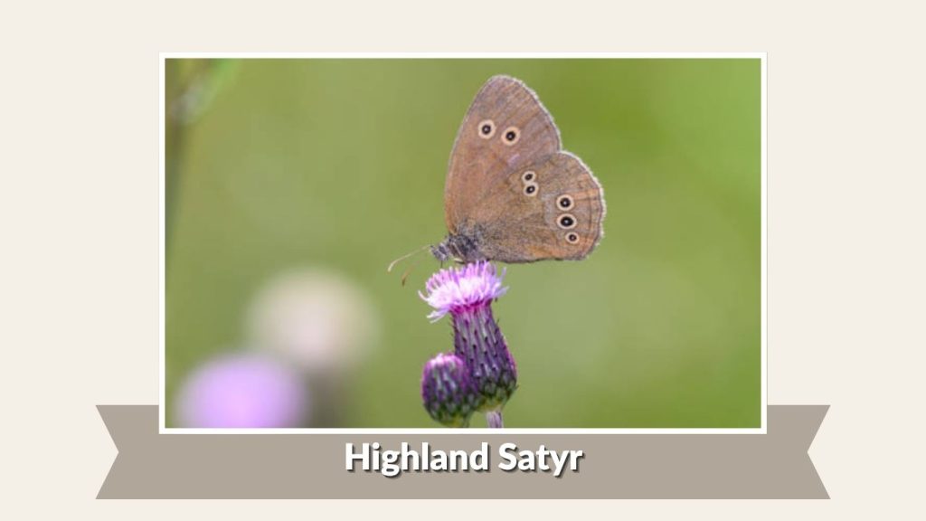  Highland Satyr