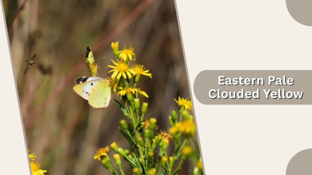 Eastern Pale Clouded Yellow